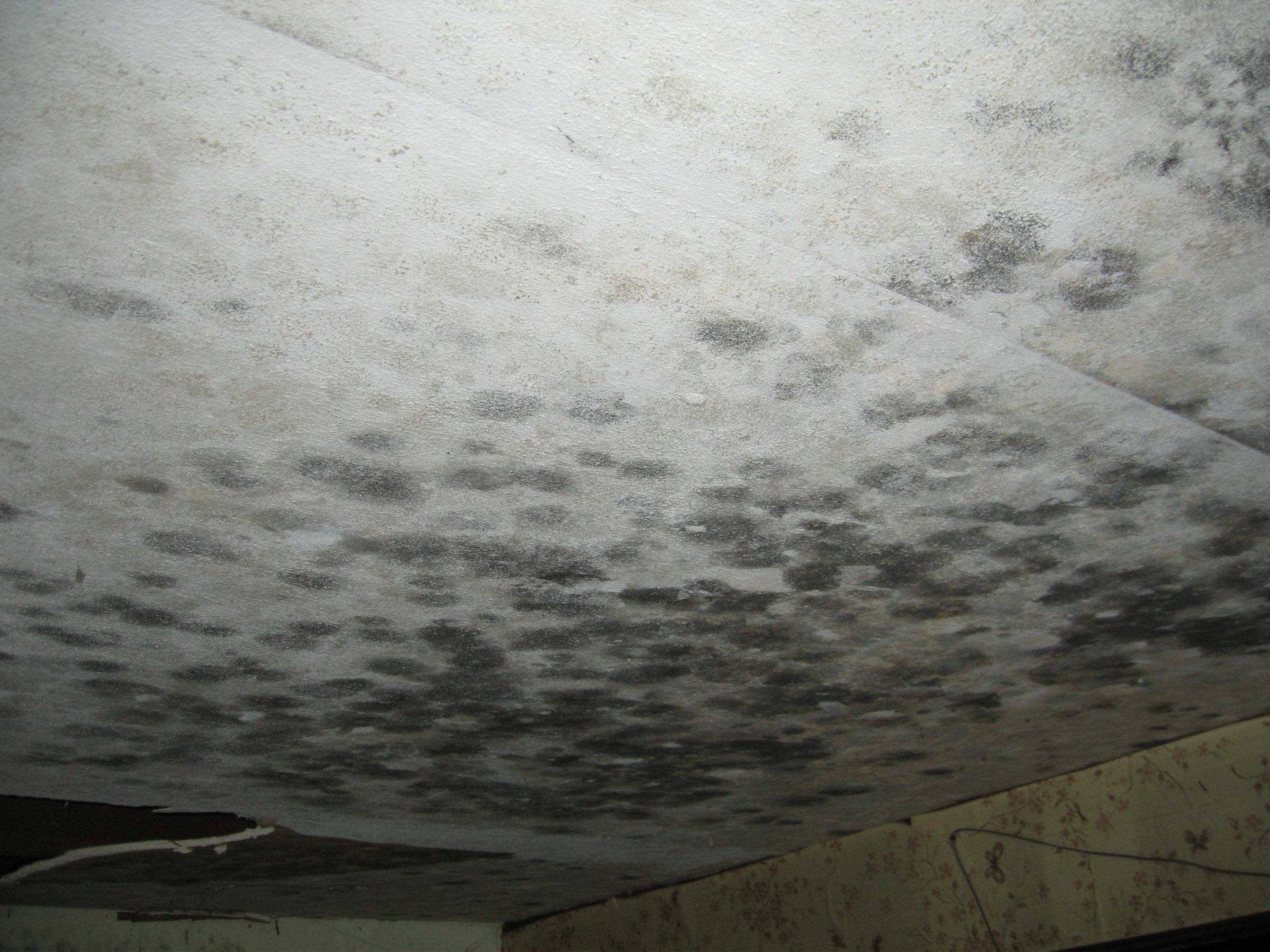 Mold growth on ceiling drywall