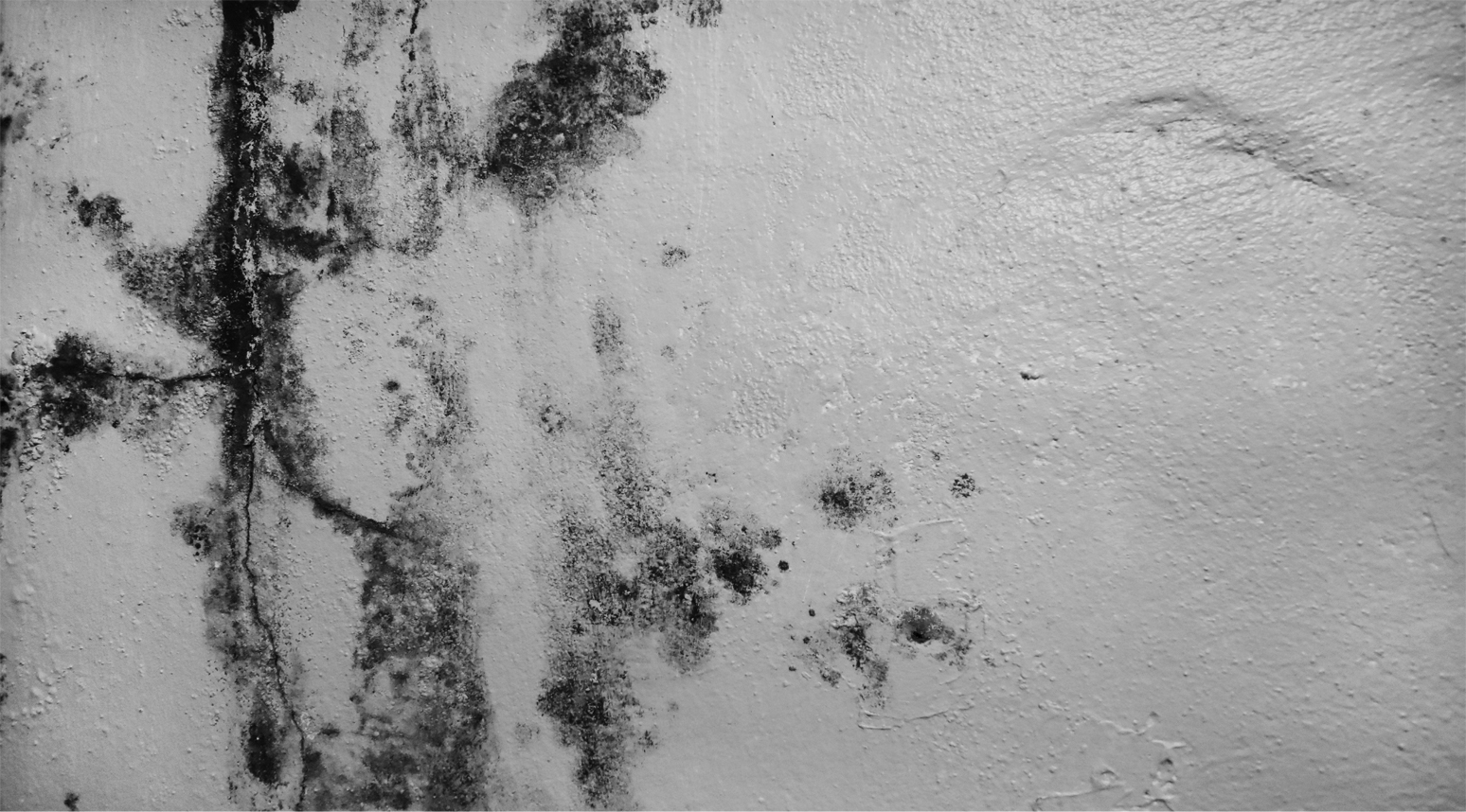 Black mold on cement floor
