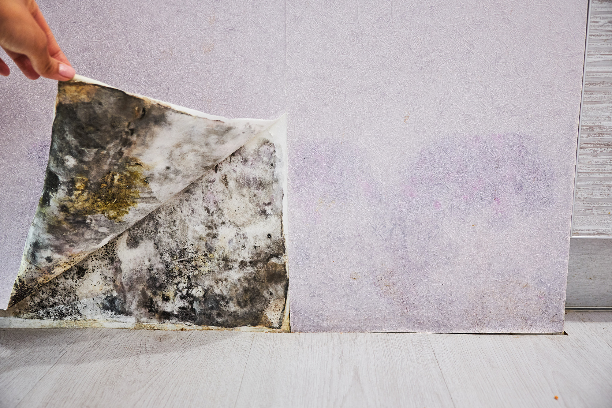 Woman peeling up wallpaper to reveal mold underneath