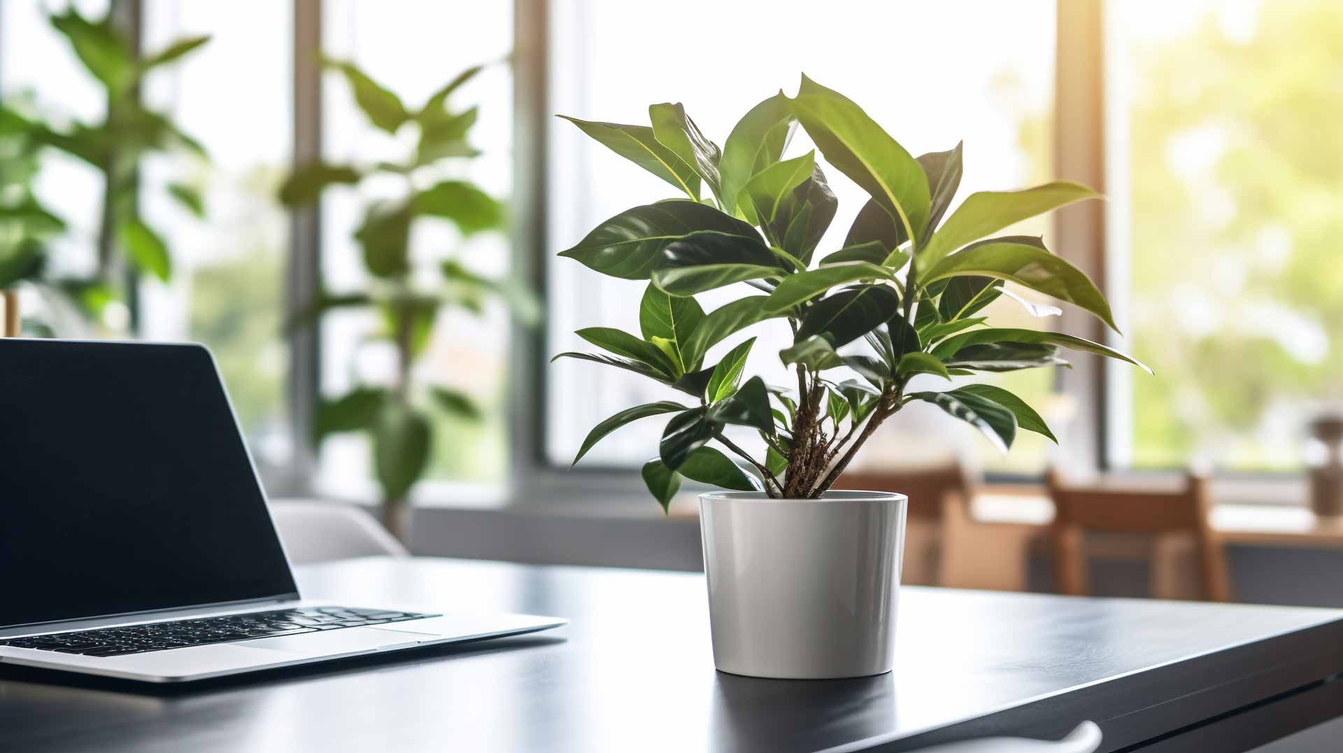 Clean office space with many plants